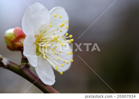 Ume plum blossoms Kairakuen White Kaga plum 20807034