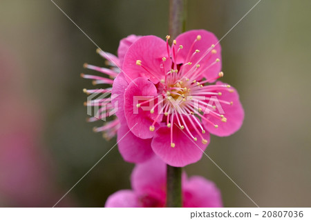 Plum blossoms Kairakuen Scallops Plum blossoms Kairakuen Scallops 20807036