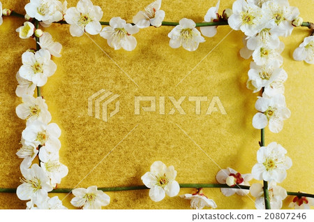 white plum blossom white plum blossom 20807246