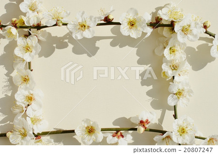white plum blossom white plum blossom 20807247