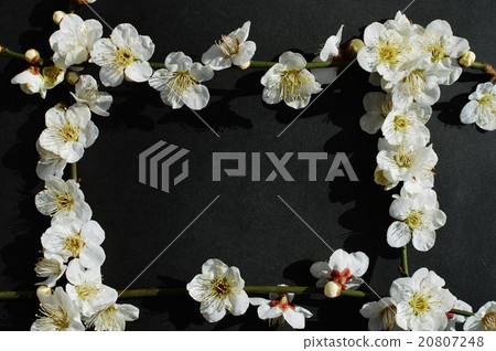 white plum blossom white plum blossom 20807248