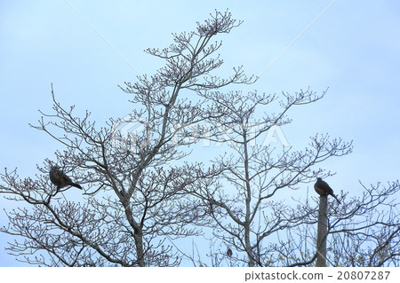 Bulbul 20807287