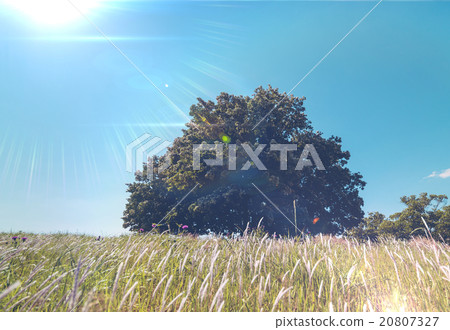 自然（鏡頭光暈） 20807327