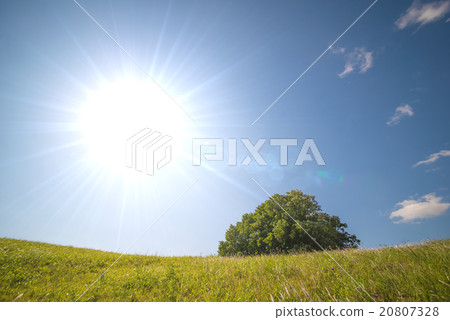 Nature (with lens flare) 20807328