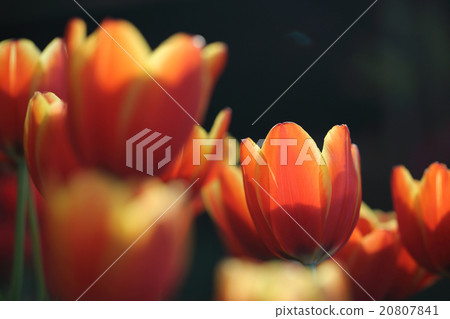 Tulip flowers 20807841