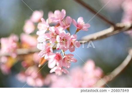 spring sakura pink flower in close up 20807849