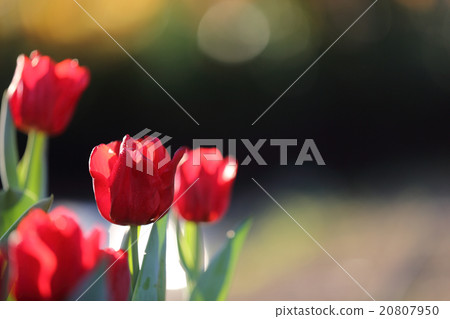 Tulip flowers 20807950