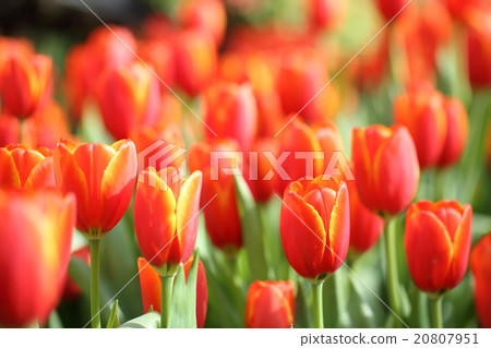 colorful tulips in close up 20807951