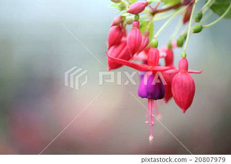 fuchsia flowers in close up fuchsia flowers in close up 20807979