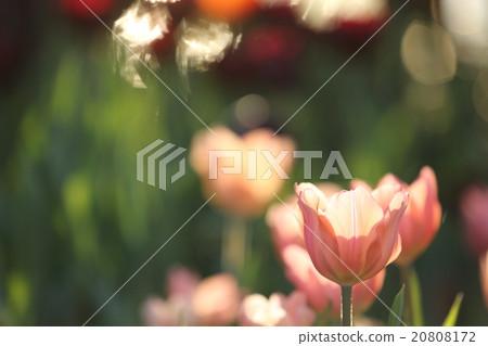 colorful tulips in close up colorful tulips in close up 20808172