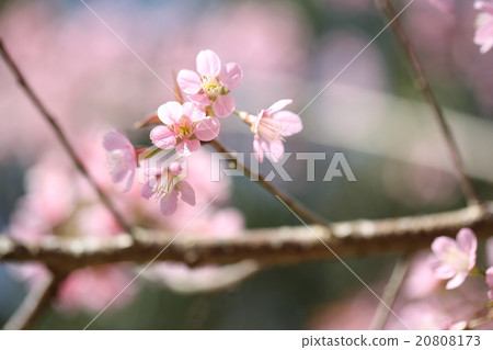 spring sakura pink flower in close up spring sakura pink flower in close up 20808173