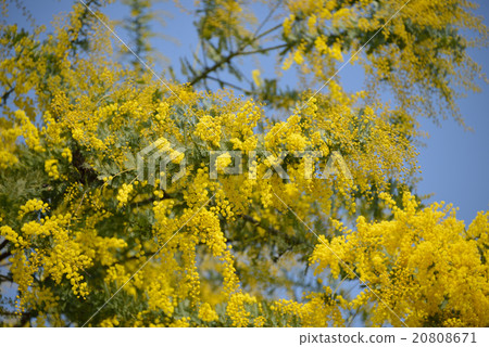 Acacia flowers 20808671