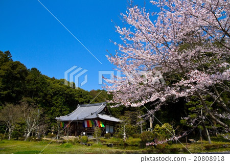 Cherry blossoms at Kanonji 20808918