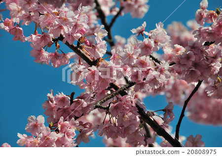 Kawazu cherry tree Kawazu cherry tree 20808975