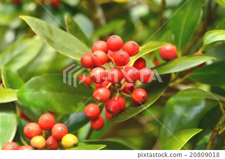 Mochinoki real 20809018