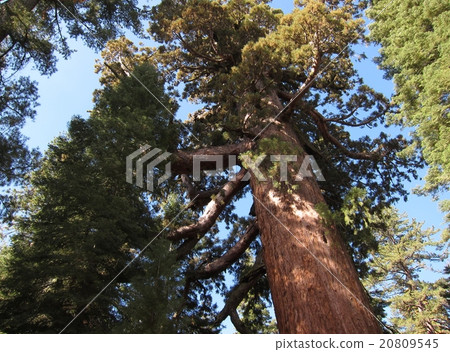 United States Yosemite National Park Giant Sequoia Forest Giant Sequoia 20809545