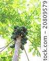 Papaya 20809579