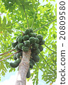 Papaya 20809580