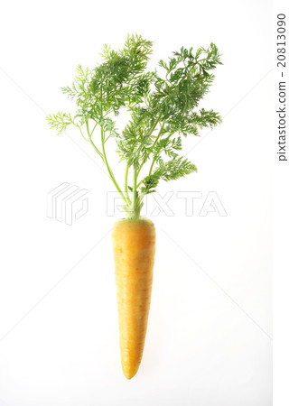 carrot carrot 20813090
