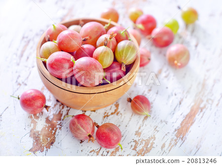 gooseberry gooseberry 20813246