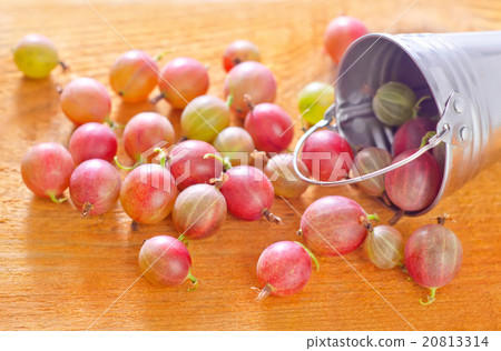 gooseberry 20813314