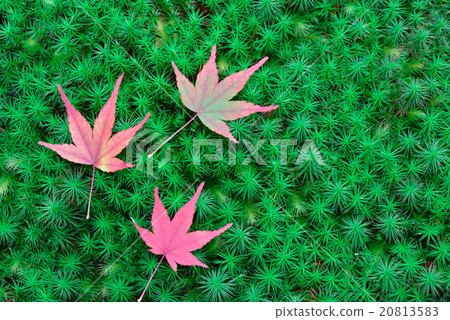 Autumn leaves and moss Autumn leaves and moss 20813583