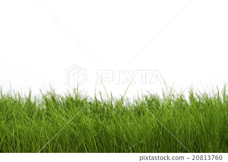 dark green grass dark green grass 20813760