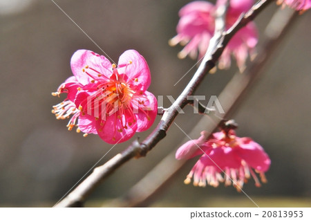 紅色Stagen（梅花品種名稱） 20813953