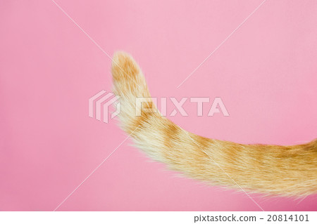 貓的尾巴 20814101