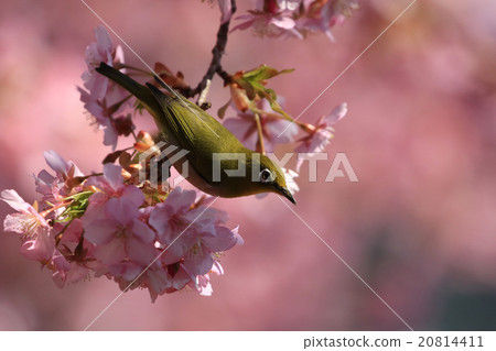 Kawazu cherry tree and mezzo Kawazu cherry tree and mezzo 20814411
