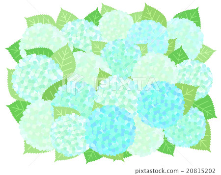 繡球 繡球 20815202