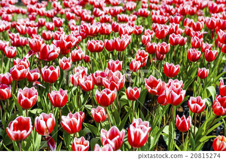 Tulip flower sea 20815274
