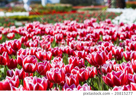 鬱金香花海 20815277