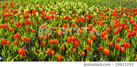 Tulip flower sea 20815283