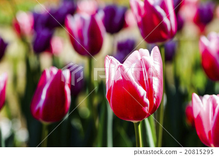 鬱金香花海 20815295