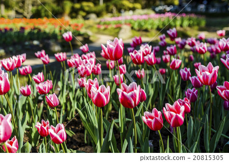 Tulip flower sea 20815305