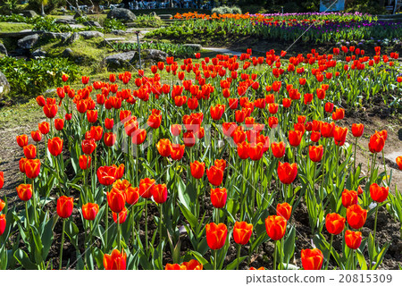 Tulip flower sea Tulip flower sea 20815309