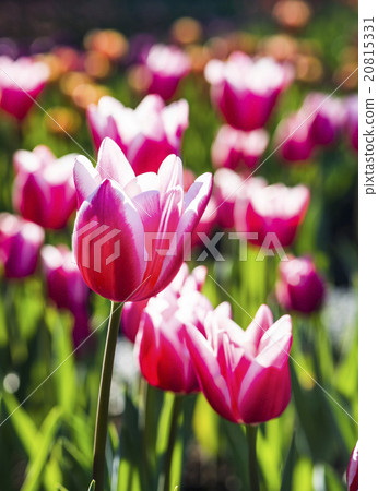 鬱金香花海 鬱金香花海 20815331