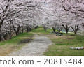 Sakura trees in full bloom 20815484