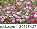 Cosmos field of one side 20815487
