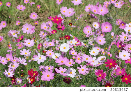Cosmos field of one side 20815487