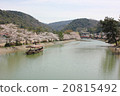 Cherry blossom trees in Uji River 20815492