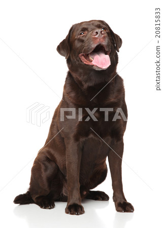 Chocolate Labrador retriever 20815833