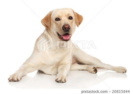 Happy Labrador retriver dog 20815844