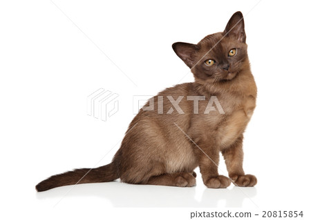 Beautiful Burmese kitten on white Beautiful Burmese kitten on white 20815854