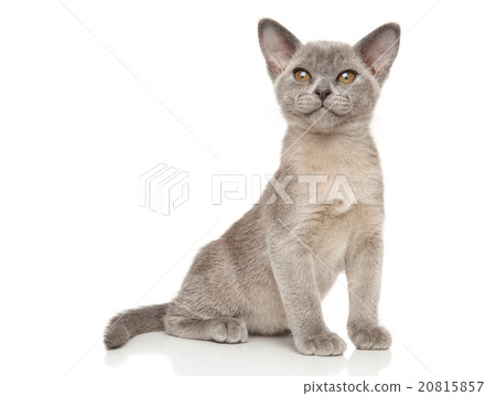 Small gray Burmese kitten on white 20815857