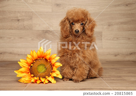 Red dwarf poodle on wooden background 20815865