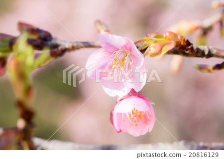 Sakura (Kawazu Sakura) 20816129