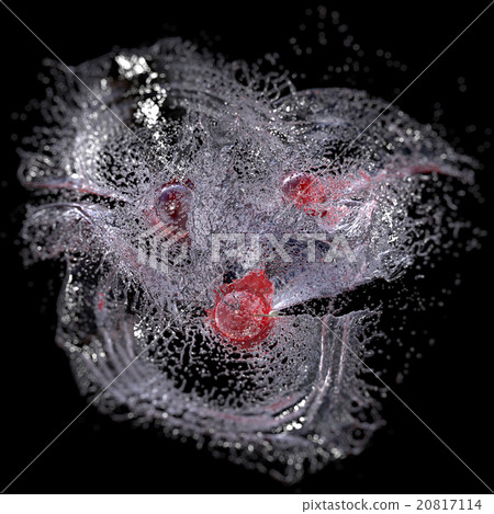 Cherries in Water Splash, isolated on Black. 20817114