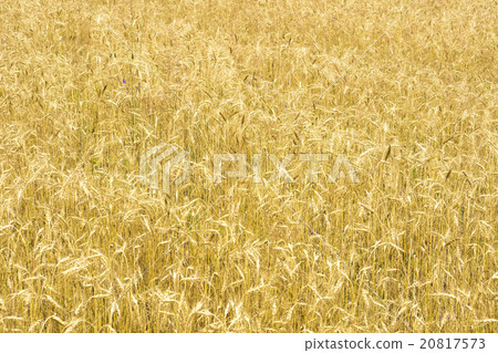 Rye field background 20817573